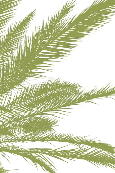 Palmblad siluett mot grå mulen himmel — Stockfoto