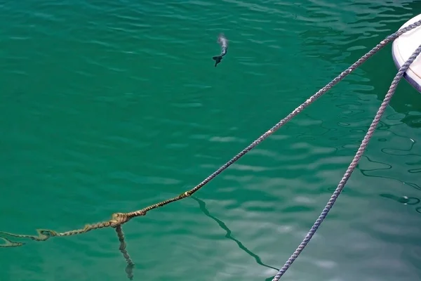 Fish in green transparent Mediterranean water — Stock Photo, Image