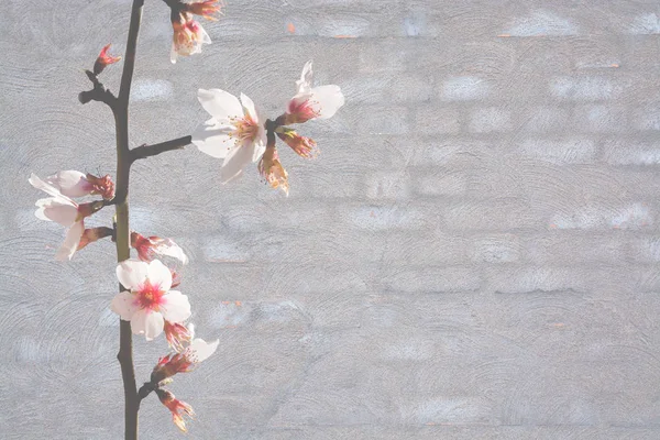 Almendras Flores Primavera Gris Lavado Textura Fondo Pared Ladrillo Con — Foto de Stock