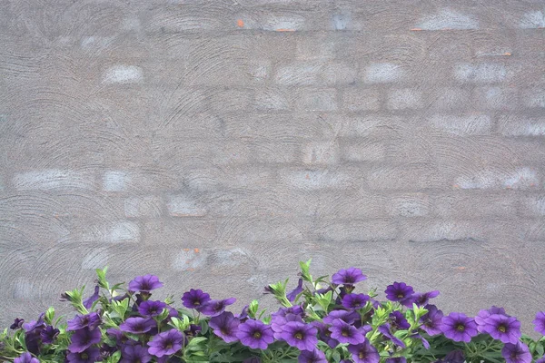 Violetti Petunias Harmaalla Pesty Tiiliseinä Tausta Rakenne Kopioida — kuvapankkivalokuva