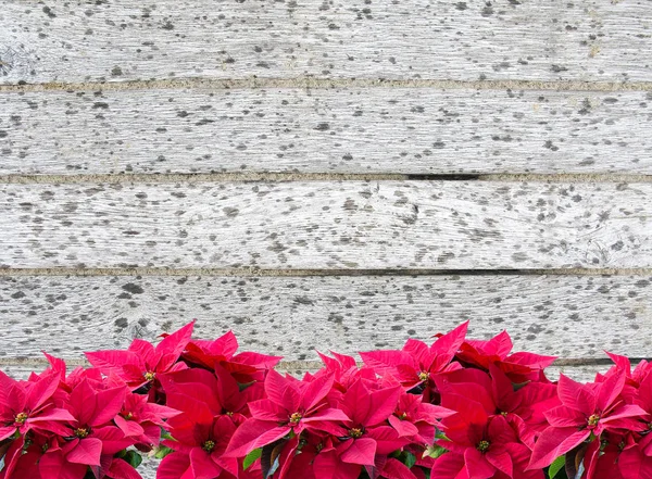 Красное Рождество Цветок Пуансеттия Край Крупном Плане Деревянной Набережной Песком — стоковое фото