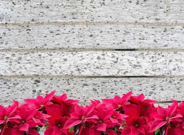 Marge Poinsettia Fleur Noël Rouge Sur Gros Plan Promenade Bois — Photo