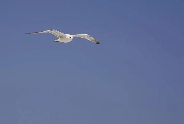 Högt Flygande Mås Ser Ner Blå Himmel — Stockfoto