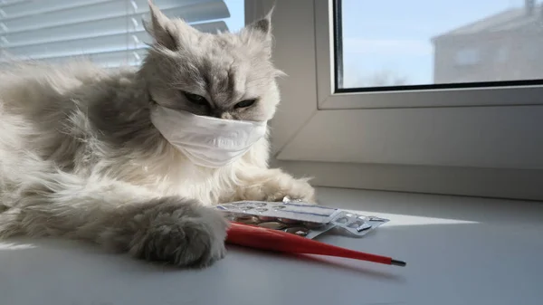 İlaç ve termometreyle maskeli bir kedi.