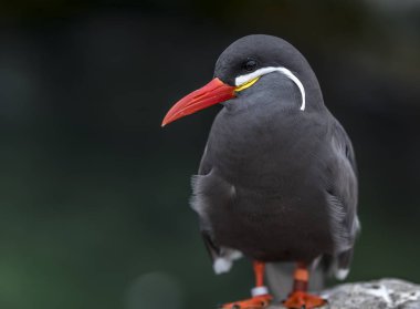 Siyah bir arka plan karşı bir kayanın üzerine tünemiş bir İnka sumru