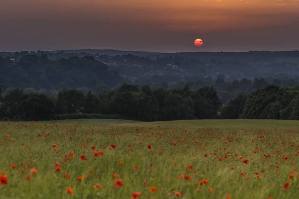 Pôr do sol sobre um belo campo de papoilas selvagens — Fotografia de Stock