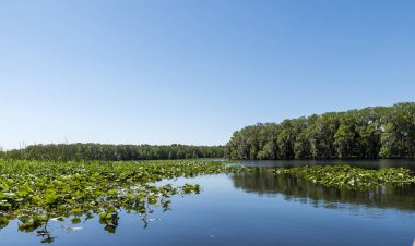 Central Florida Gölü kıyısında ağaçlar ve bitki örtüsü suları yüzeyi ile