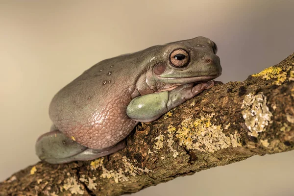 White's boomkikker. Ook bekend als groene de dumpy kikker en Australische boom kikker, Litoria caerulea. Zittend op één enkel bijkantoor. Ruimte voor de kopie — Stockfoto