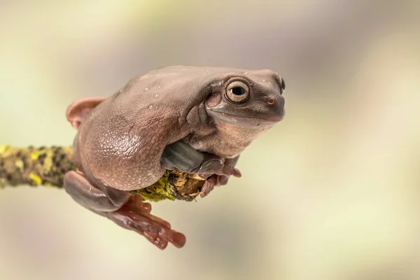 Rã-da-árvore-branca. Também conhecido como sapo dumpy e sapo-da-árvore-verde-australiana, Litoria caerulea. Sentado num único ramo. Espaço para cópia — Fotografia de Stock