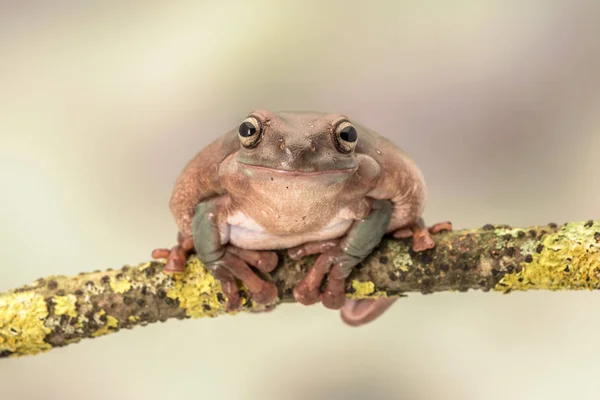 Rã-da-árvore-branca. Também conhecido como sapo dumpy e sapo-da-árvore-verde-australiana, Litoria caerulea. Sentado num único ramo. Espaço para cópia — Fotografia de Stock