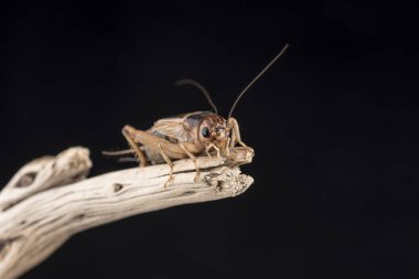 Bir parça odun, ucunda tünemiş bir ev kriket izole siyah bir arka plan karşı.
