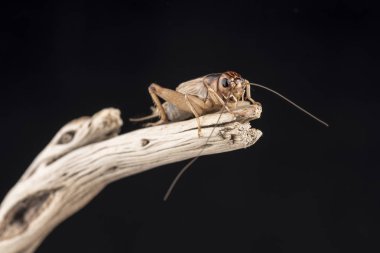 Bir parça odun, ucunda tünemiş bir ev kriket izole siyah bir arka plan karşı.