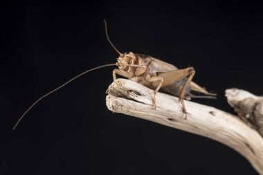 Bir parça odun, ucunda tünemiş bir ev kriket izole siyah bir arka plan karşı.