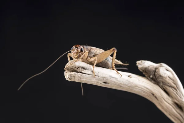 A house cricket perched on the end of a piece of wood, isolated against a black background.