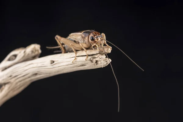 A house cricket perched on the end of a piece of wood, isolated against a black background.