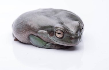 A big, fat Australian Tree Frog, sitting on the ground. Isolated against a pure white background. Focus on the eyes. Room for copy clipart