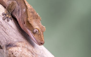 Tepeli Gecko. Sessiz bir yeşil arka plan karşı izole. Gözlere odaklanın. Kopya için Oda.
