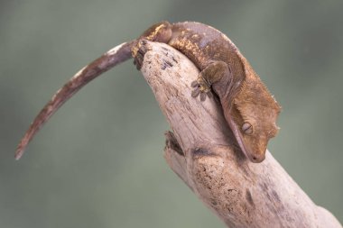 Tepeli Gecko. Sessiz bir yeşil arka plan karşı izole. Gözlere odaklanın. Kopya için Oda.