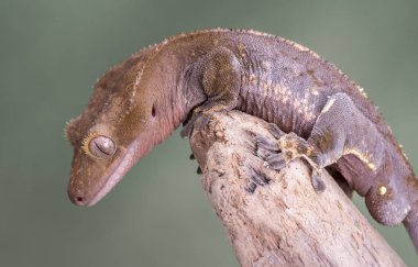 Tepeli Gecko. Sessiz bir yeşil arka plan karşı izole. Gözlere odaklanın. Kopya için Oda.