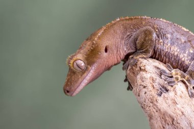 Tepeli Gecko. Sessiz bir yeşil arka plan karşı izole. Gözlere odaklanın. Kopya için Oda.