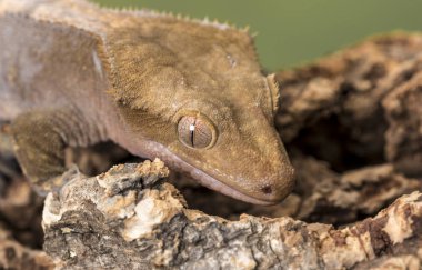 Tepeli Gecko. Sessiz bir yeşil arka plan karşı izole. Gözlere odaklanın. Kopya için Oda.