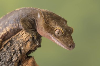 Tepeli Gecko. Sessiz bir yeşil arka plan karşı izole. Gözlere odaklanın. Kopya için Oda.