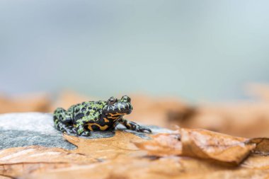 Bir yangın karınlı çevrenizde bunca turuncu yaprakları ile küçük bir taş üzerinde oturan kara kurbağası (Bombina Orientalis)