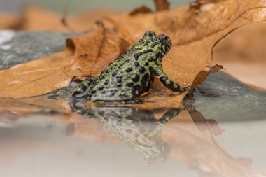 bir yangın karınlı sığ sularda oturan üzerine su yansıtan kurbağa,.