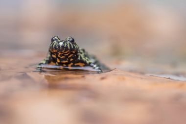 bir yangın karınlı sığ sularda oturan üzerine su yansıtan kurbağa,.