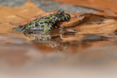bir yangın karınlı sığ sularda oturan üzerine su yansıtan kurbağa,.