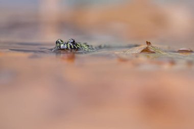 bir yangın karınlı sığ sularda oturan üzerine su yansıtan kurbağa,.