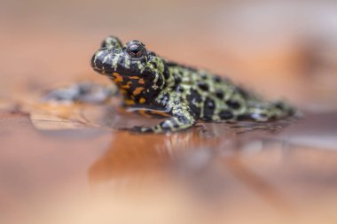 bir yangın karınlı sığ sularda oturan üzerine su yansıtan kurbağa,.