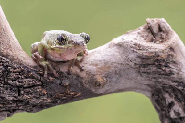 American Green Tree Frog, Hyla Cinerea, empoleirado em um ramo, contra um fundo verde suave. Espaço para cópia . — Fotografia de Stock