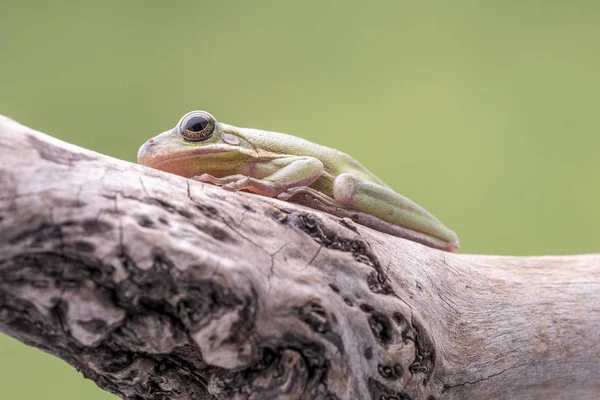 American Green Tree Frog, Hyla Cinerea, empoleirado em um ramo, contra um fundo verde suave. Espaço para cópia . — Fotografia de Stock