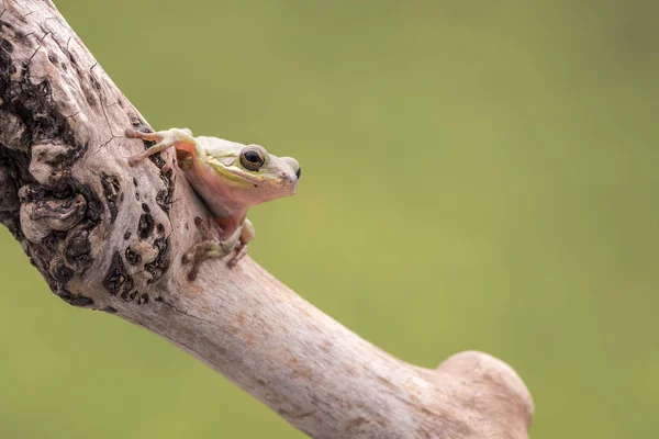 American Green Tree Frog, Hyla Cinerea, empoleirado em um ramo, contra um fundo verde suave. Espaço para cópia . — Fotografia de Stock