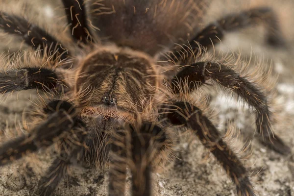 Κοντινό πλάνο της ένα σγουρό μαλλιά Tarantula. Επικεντρωθείτε στα μάτια. — Φωτογραφία Αρχείου