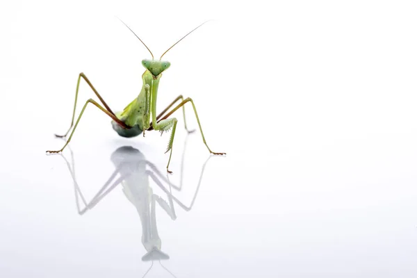 Mantis Asiáticos Gigantes. Inseto verde, isolado em um fundo branco puro. espaço para cópia . — Fotografia de Stock