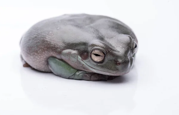 Een grote, vette Australische boomkikker, zittend op de grond. Geïsoleerd tegen een zuivere witte achtergrond. Focus op de ogen. Ruimte voor de kopie — Stockfoto