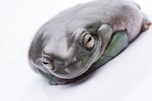 Una grossa e grassa rana australiana, seduta a terra. Isolato su uno sfondo bianco puro. Concentrati sugli occhi. Camera per copia — Foto Stock