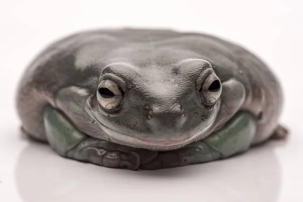 Una grossa e grassa rana australiana, seduta a terra. Isolato su uno sfondo bianco puro. Concentrati sugli occhi. Camera per copia — Foto Stock