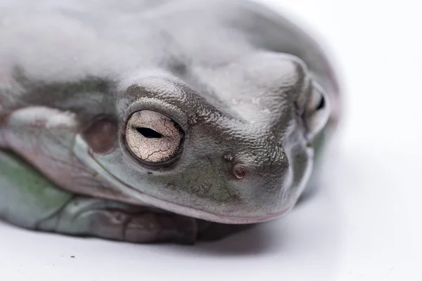 Uma grande e gorda rã australiana, sentada no chão. Isolado contra um fundo branco puro. Concentre-se nos olhos. Espaço para cópia — Fotografia de Stock