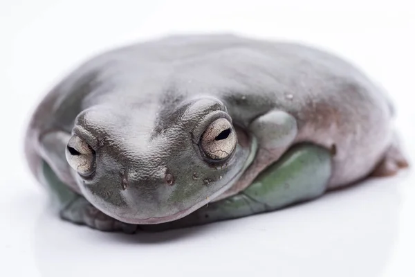 Een grote, vette Australische boomkikker, zittend op de grond. Geïsoleerd tegen een zuivere witte achtergrond. Focus op de ogen. Ruimte voor de kopie — Stockfoto