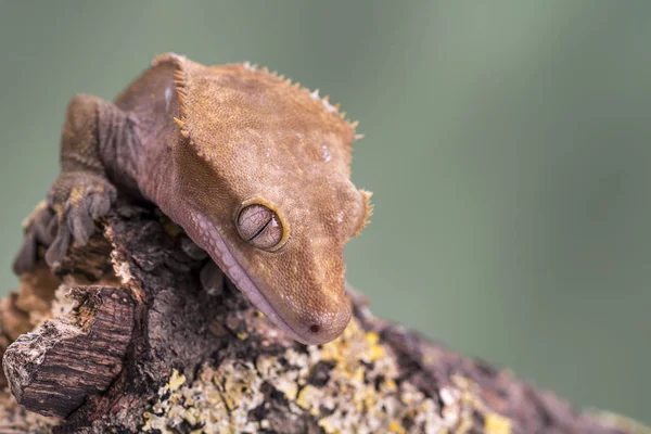 Crested Gecko. Isolado contra um fundo verde silenciado. Concentre-se nos olhos. Espaço para cópia . — Fotografia de Stock