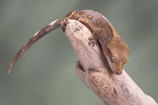 Tepeli Gecko. Sessiz bir yeşil arka plan karşı izole. Gözlere odaklanın. Kopya için Oda.