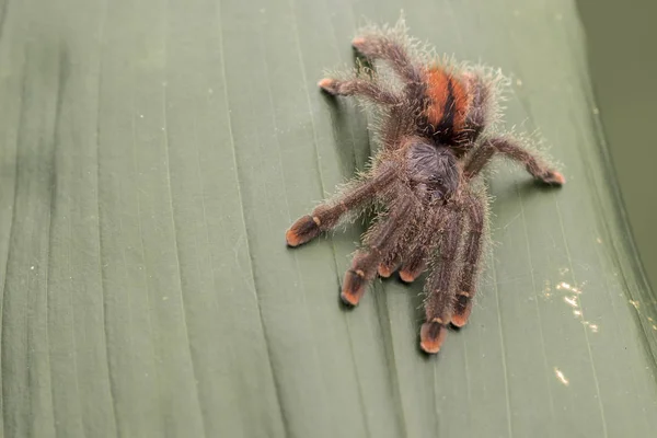 Pembe ayak Tarantula. Bir orman yaprağı dinleniyor. Gözlere odaklanın. kopya için Oda.
