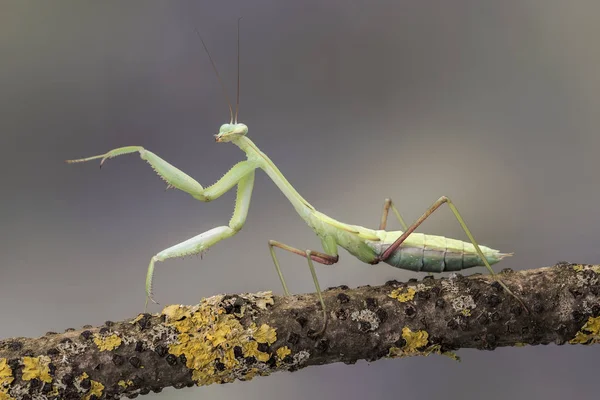 Ázsiai óriás Mantis, elszigetelt néma barna háttér. Hierodula Membranacea — Stock Fotó