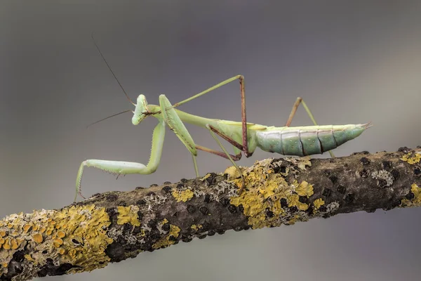 Ázsiai óriás Mantis, elszigetelt néma barna háttér. Hierodula Membranacea — Stock Fotó