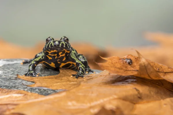 Een brand Bellied padden (Bombina Orientalis) zit op een kleine steen, met oranje bladeren alles om hem heen — Stockfoto