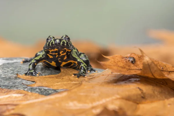 Een brand Bellied padden (Bombina Orientalis) zit op een kleine steen, met oranje bladeren alles om hem heen — Stockfoto