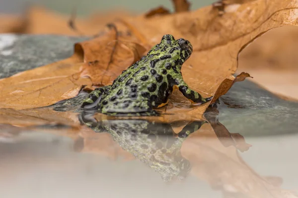 bir yangın karınlı sığ sularda oturan üzerine su yansıtan kurbağa,.